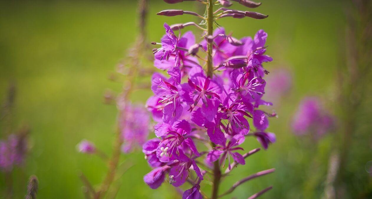 fireweed for men's health